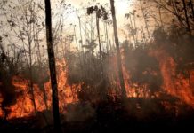 Incendios en la Amazonia brasileña: Bolsonaro, terratenientes y soja
